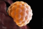 Оплодотворенная яйцеклетка крепиться на стенке матки.
Имплантация.
После того, как яйцеклетка вошла в матку, она крепиться на стенку матки или эндометрий (слизистая оболочка матки). Это процесс называется имплантацией. Клетки продолжают делиться.