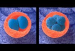 (Слева) Оплодотворенная клетка начинает делиться.
(Справа) Клетки продолжают делиться.
Клетки начинают делиться.
Оплодотворенная клетка начинает быстро делиться, образуя все больше и больше клеток. Она остается в маточной трубе и только через 3-4 дня после оплодотворения переходит в матку. Очень редко случается, когда яйцеклетка остается в маточной трубе. Это называется внематочной или эктопической беременностью. Такая беременность очень опасна для матери.