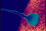 Зачатие.
Оплодотворение: сперматозоид проникает в яйцеклетку.
После того как сперматозоид достиг яйцеклетки и проник в нее, начинается оплодотворение. Оплодотворение может длиться до 24 часов. После оплодотворения яйцеклетка покрывается защитным слоем, который предотвращает проникновение других сперматозоидов. В процессе оплодотворения определяется весь генетический набор ребенка, включая его пол.