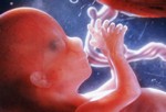 Развитие эмбриона на 16 неделе.
На этом этапе беременности плод достигает размеров от 10, 75 до 11,5 см, а весит около 80 г. Матка находится приблизительно на 7 см ниже пупка. Сердце и кровеносные сосуды уже полностью сформированы. Ребенок уже умеет мигать. На пальчиках ног и рук появляются ногти.