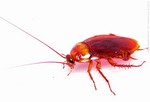 Мертвые тараканы вызывают астму и аллергические реакции