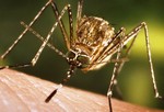 Москиты переносят болезни, например энцефалит Западного Нила и тропическую лихорадку
