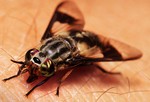 Оленьи мухи отличаются от обычных большим размером и узором на крыльях