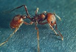 Увеличенное изображение огненного муравья